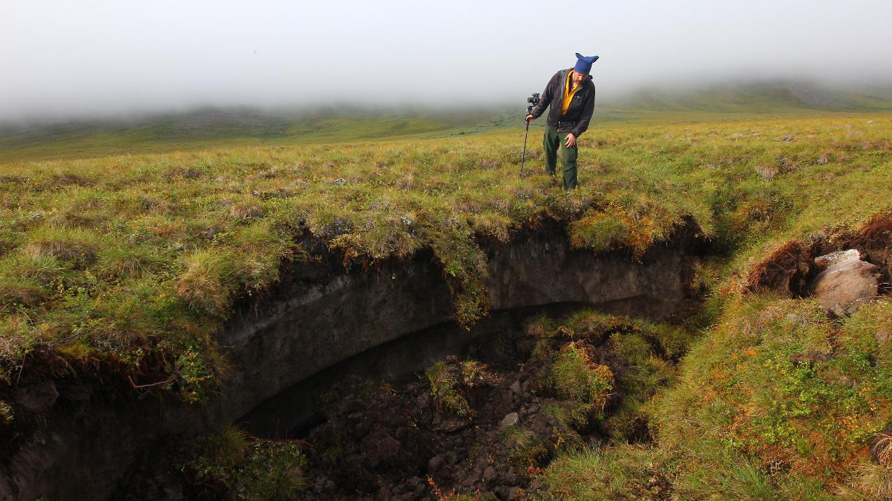 On the northern slope in Alaska permafrost melt exposes a massive ice wedge just beneath the surface of the plants and soil