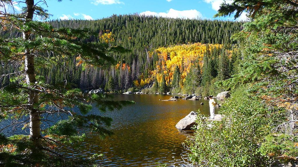 lake surrounded by forest