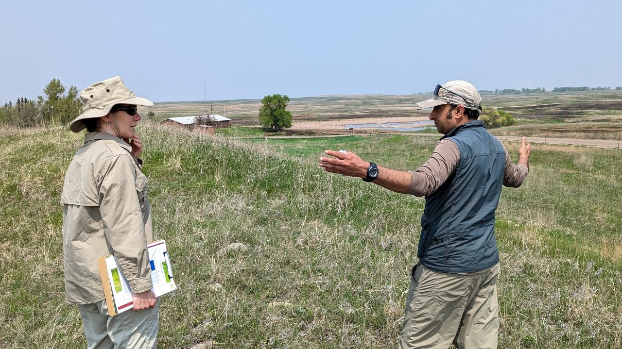 Invasive grasses response to climate change