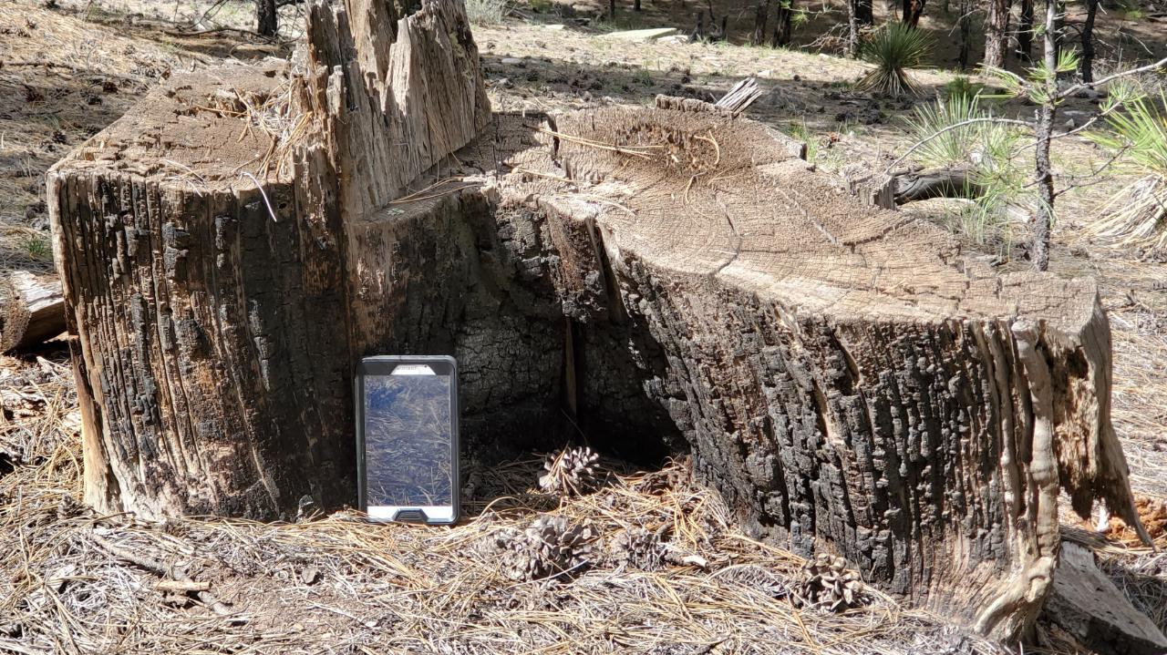 Fire-scarred stump from the Navajo Nation