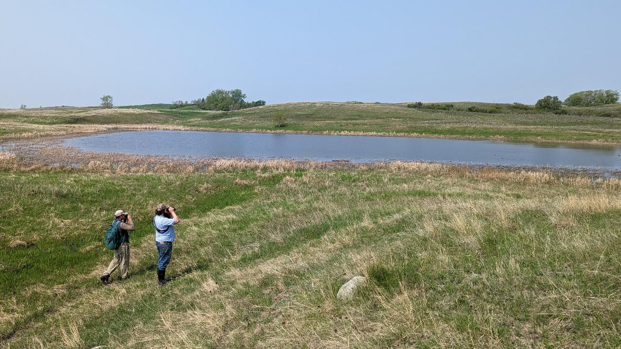 Climate change effects on hydrology and duck response in the PPR region