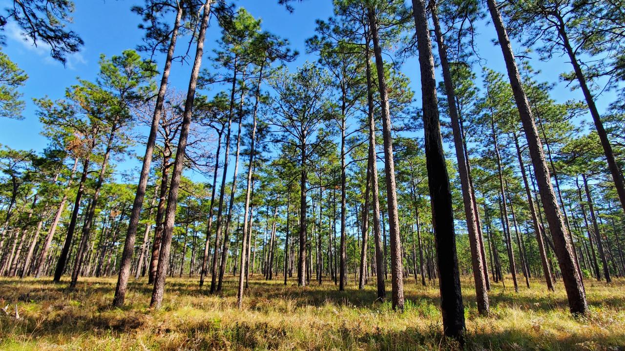 Old-growth longleaf in the Red Hills region of Georgia and Florida